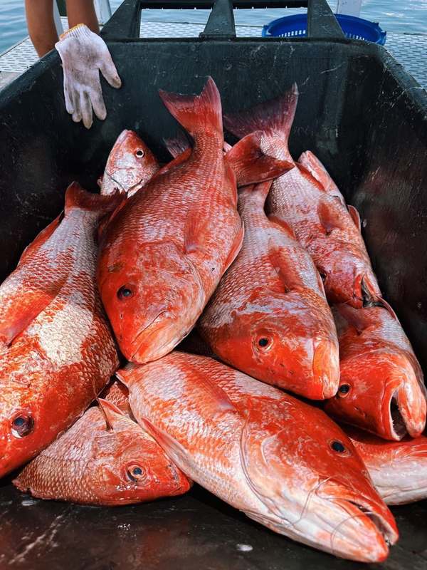 A deck box full of bright red Gulf snapper after a bottom-fishing trip