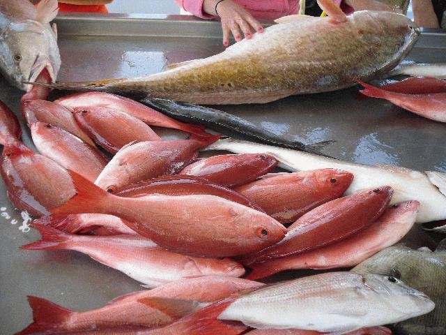A close look at a morning's haul of Gulf red snapper