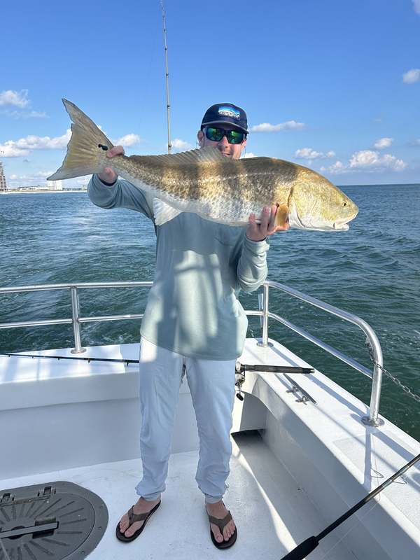 An angler releasing a bull redfish inshore of Perdido Pass