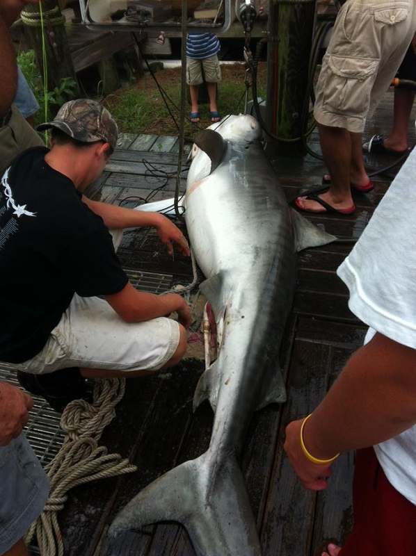 Crew handling a shark brought alongside the boat