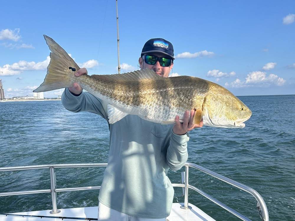 An angler releasing a bull redfish inshore of Perdido Pass