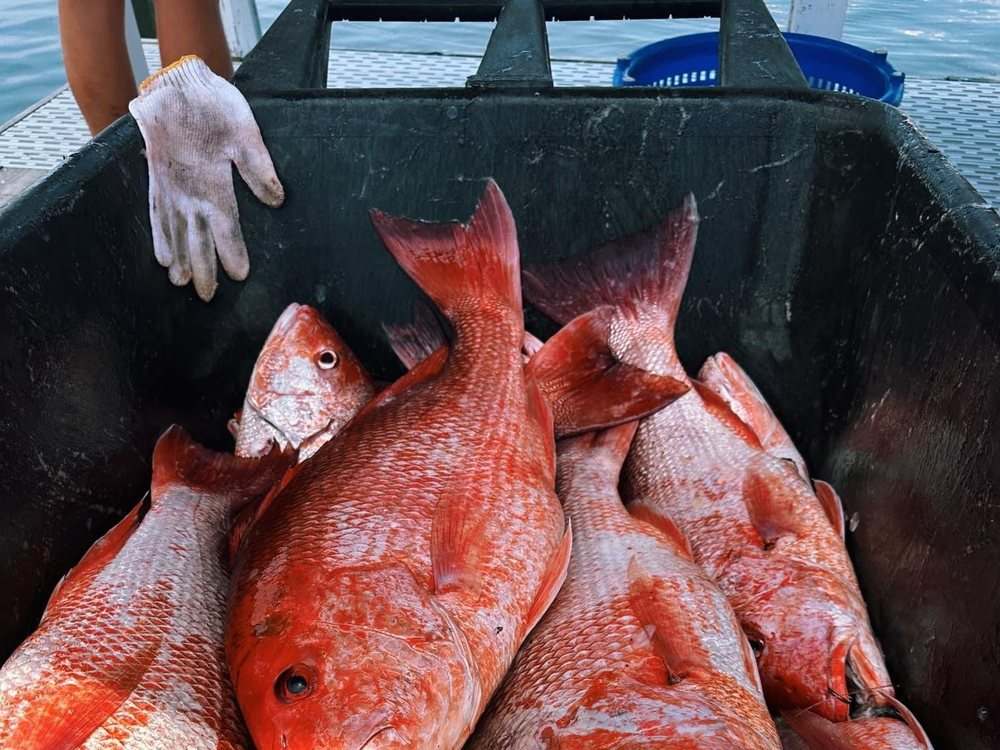 A deck box full of bright Gulf red snapper